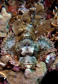 North Sulawesi-2018-DSC04034_rc- Tasseled scorpionfish - Poisson scorpion a houpe - Scorpaenopsis oxycephala